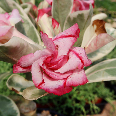 Variegated Desert Rose 'Adenium obesum Variegata' Grafted Siam