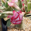 Variegated Desert Rose &