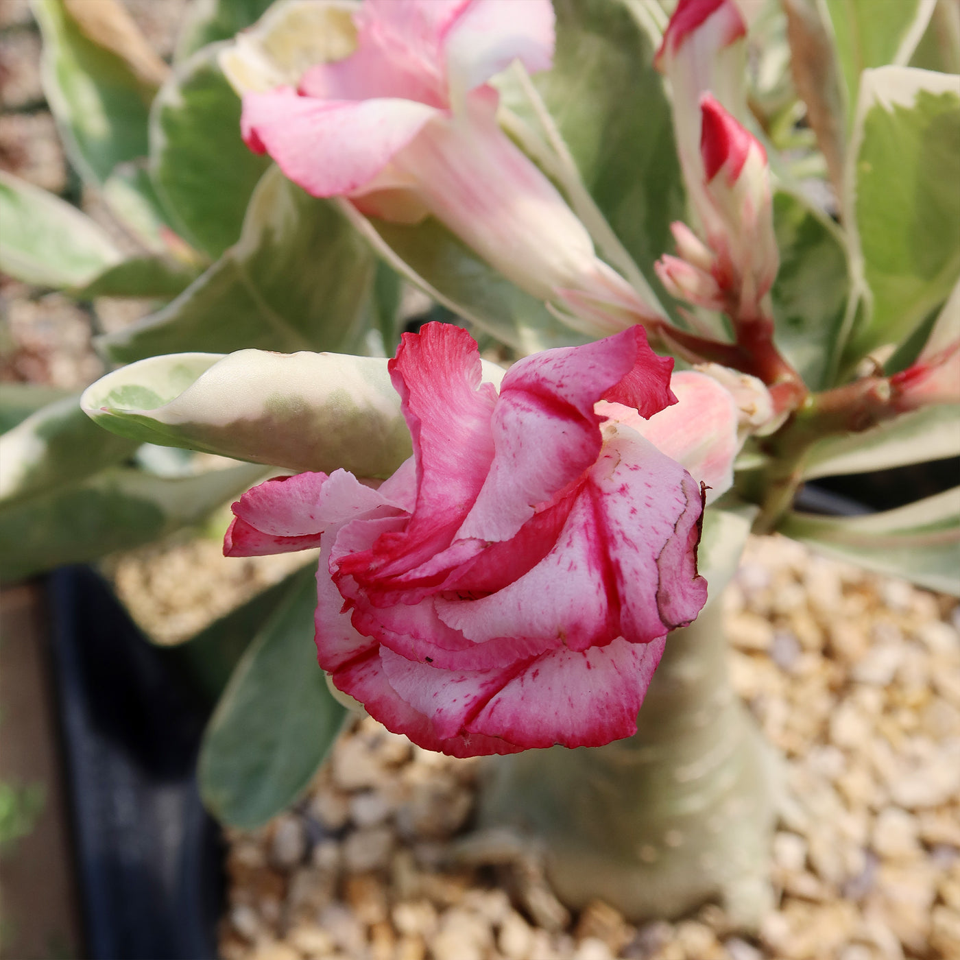 Variegated Desert Rose 'Adenium obesum Variegata' Grafted Siam