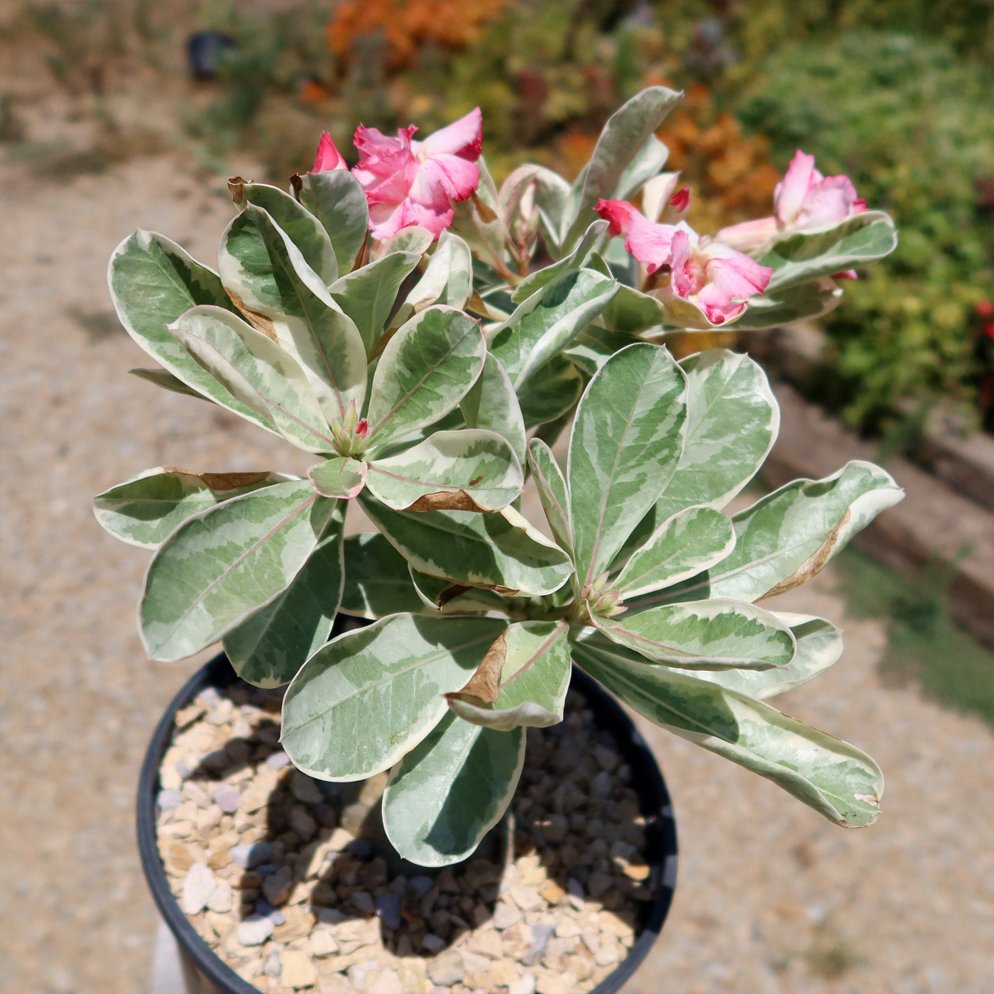 Variegated Desert Rose 'Adenium obesum Variegata' Grafted Siam