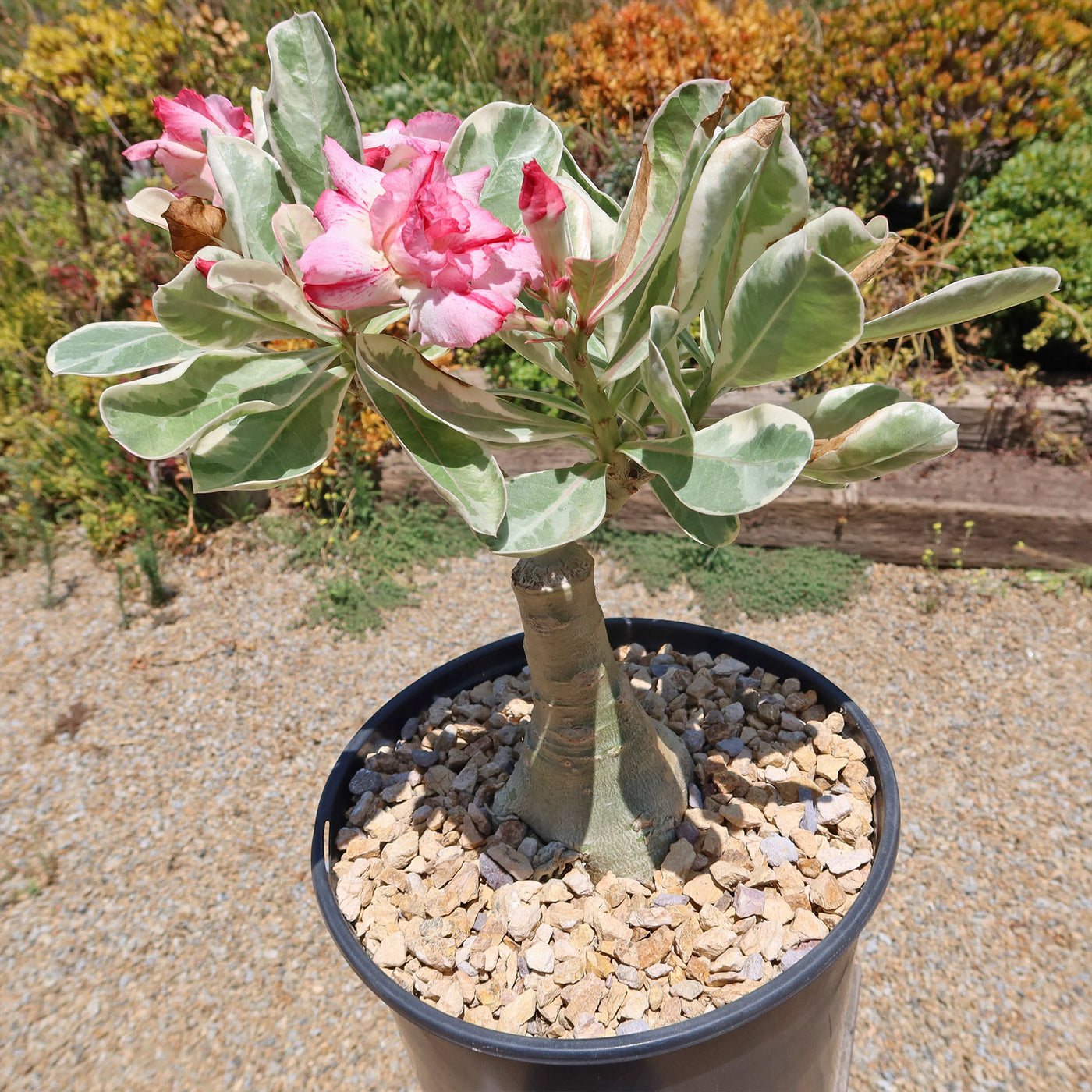 Variegated Desert Rose 'Adenium obesum Variegata' Grafted Siam