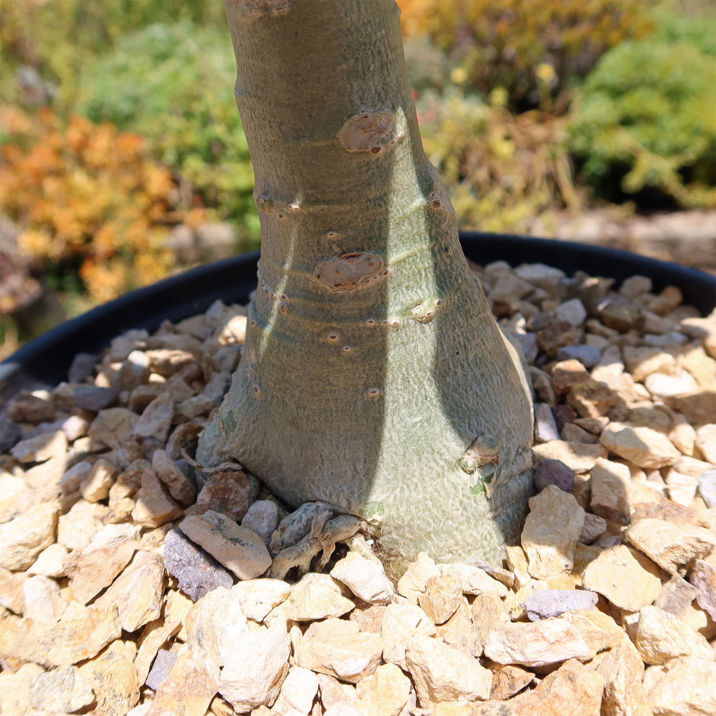 Variegated Desert Rose 'Adenium obesum Variegata' Grafted Siam