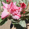 Variegated Desert Rose &