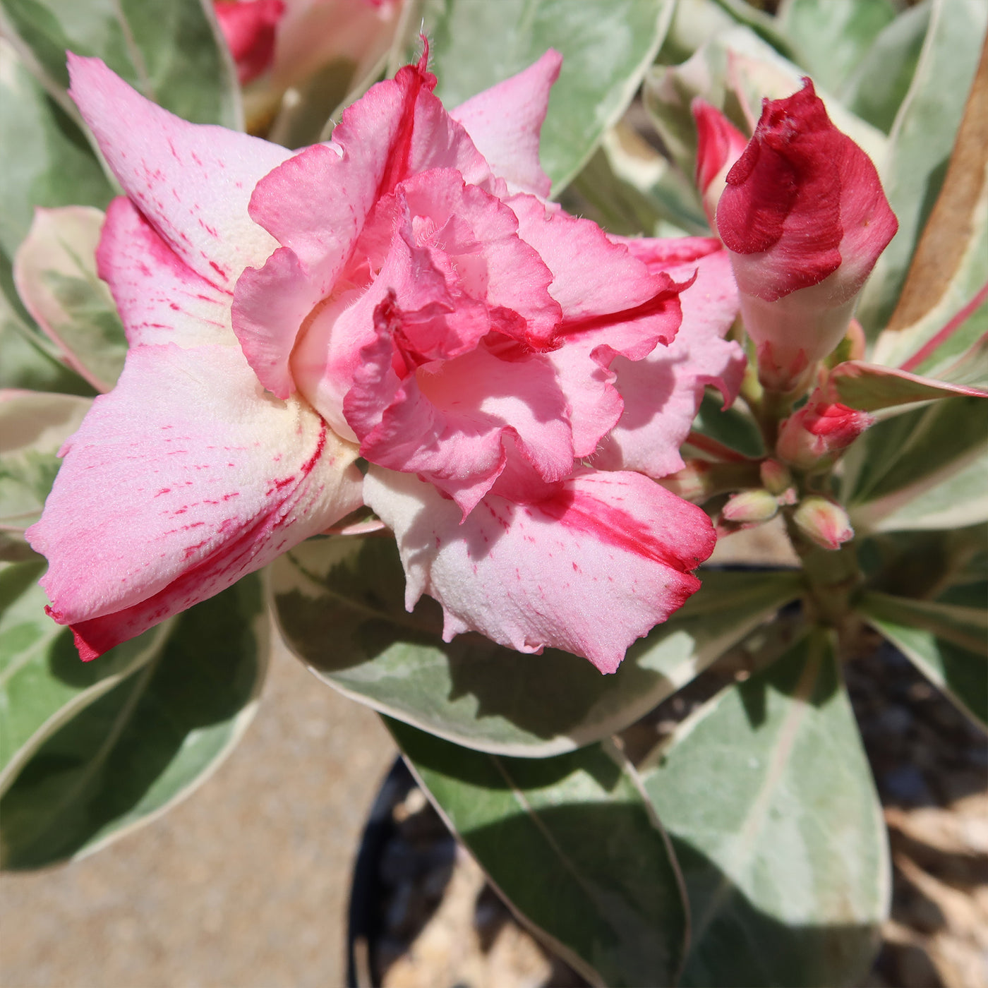 Variegated Desert Rose 'Adenium obesum Variegata' Grafted Siam