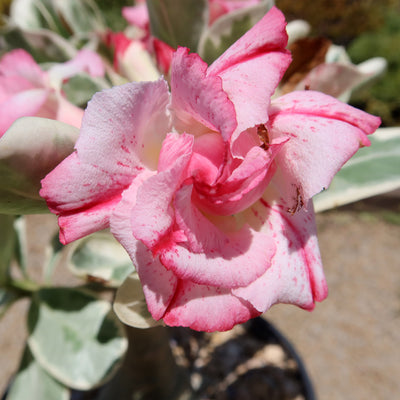 Variegated Desert Rose 'Adenium obesum Variegata' Grafted Siam