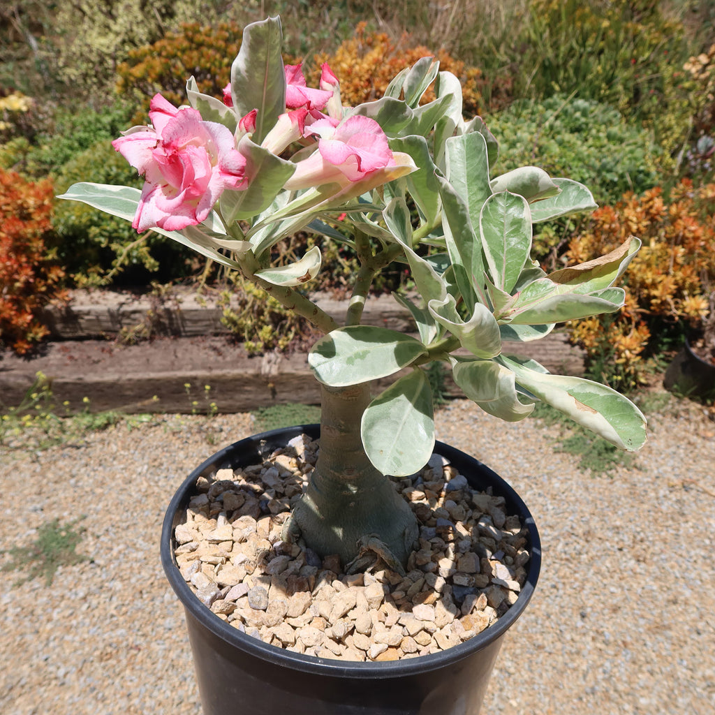Variegated Desert Rose 'Adenium obesum Variegata' Grafted Siam for Sale ...