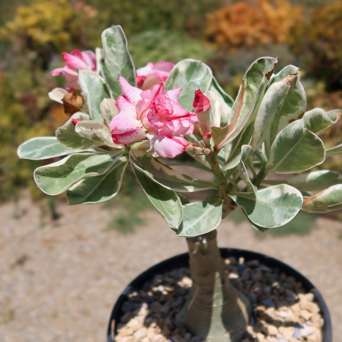 Variegated Desert Rose 'Adenium obesum Variegata' Grafted Siam