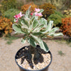 Variegated Desert Rose &