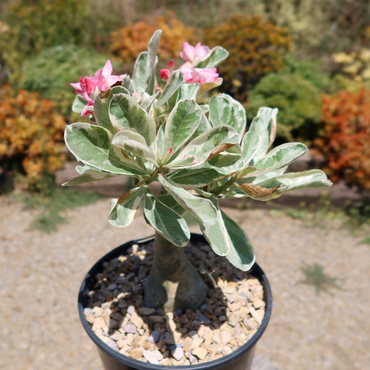 Variegated Desert Rose 'Adenium obesum Variegata' Grafted Siam