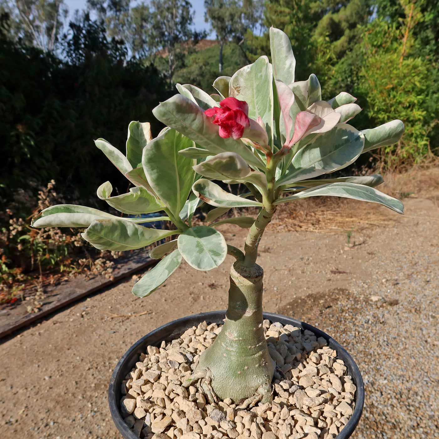 pink desert rose succulent Variegated Desert Rose 'Adenium obesum Variegata' Grafted Siam for Sale