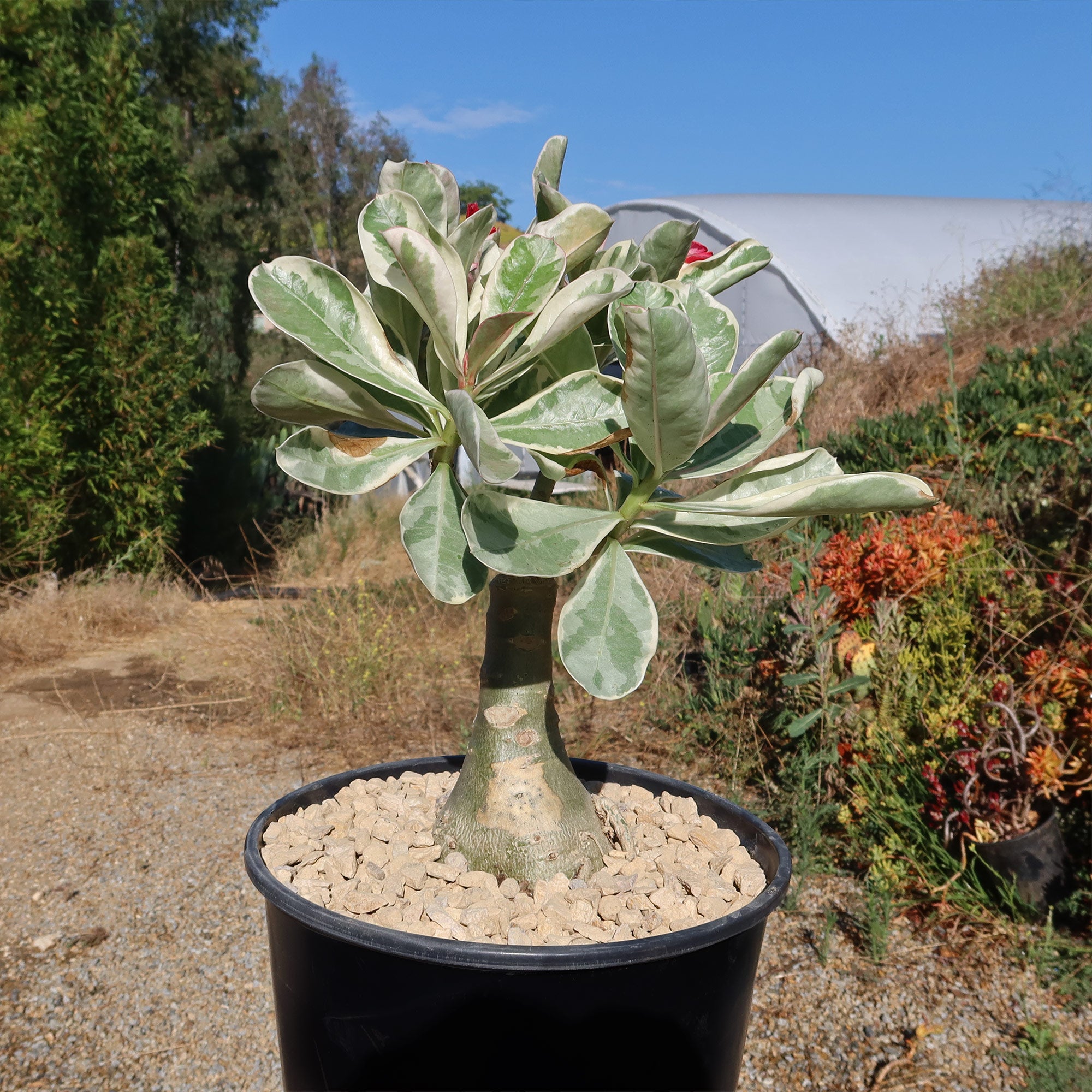 Variegated Desert Rose 'Adenium obesum Variegata' Grafted Siam