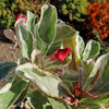 Variegated Desert Rose &