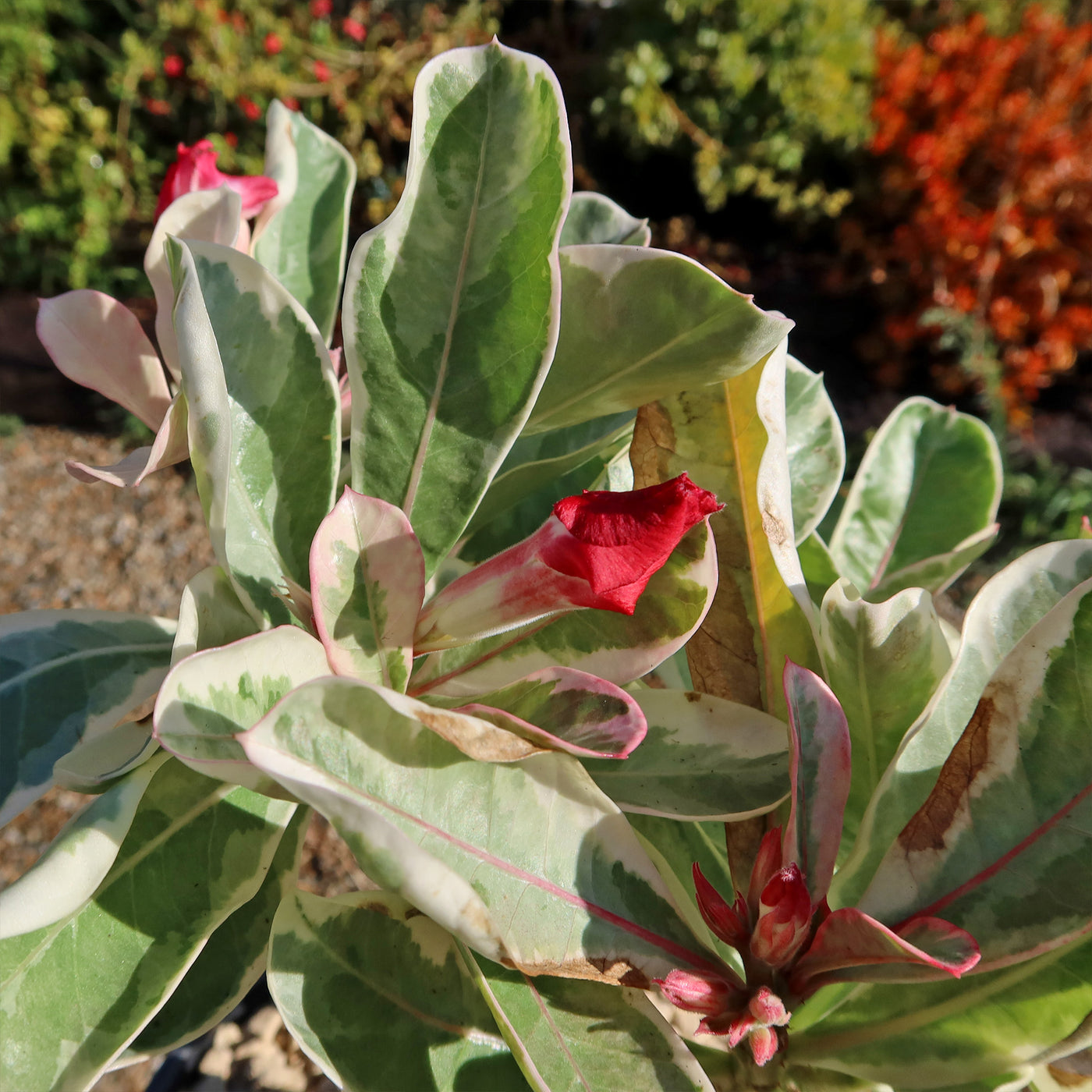 Variegated Desert Rose 'Adenium obesum Variegata' Grafted Siam