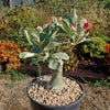 Variegated Desert Rose &