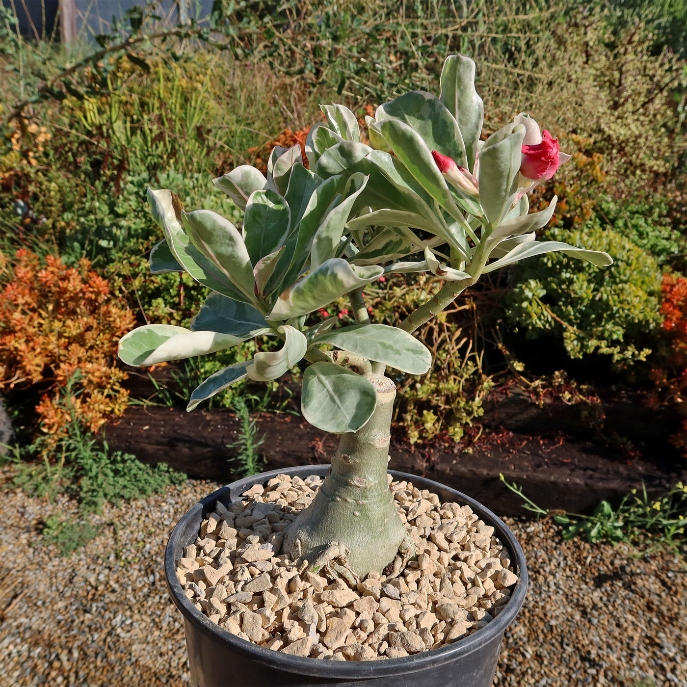 white desert rose succulent plants Variegated Desert Rose 'Adenium obesum Variegata' Grafted Siam