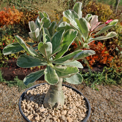 Variegated Desert Rose 'Adenium obesum Variegata' Grafted Siam