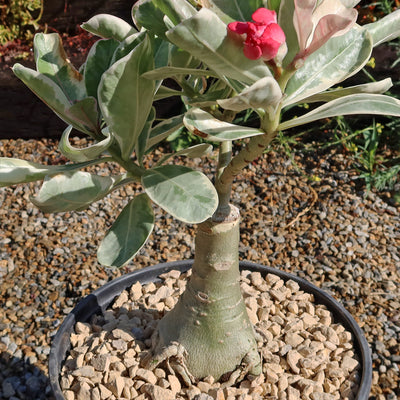 Variegated Desert Rose 'Adenium obesum Variegata' Grafted Siam