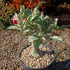 Variegated Desert Rose &