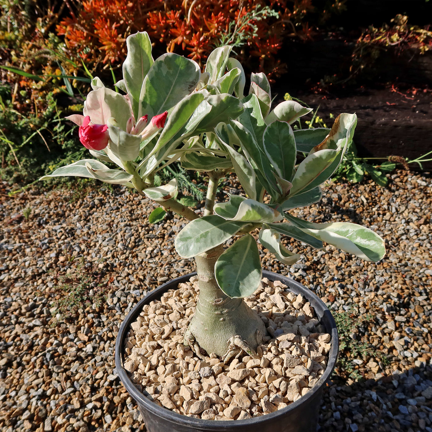 Variegated Desert Rose 'Adenium obesum Variegata' Grafted Siam