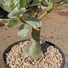 Variegated Desert Rose &