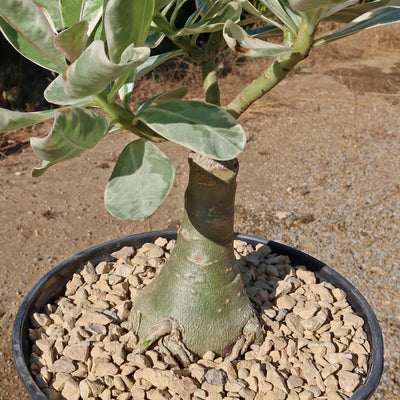 Variegated Desert Rose 'Adenium obesum Variegata' Grafted Siam