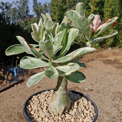 Variegated Desert Rose 'Adenium obesum Variegata' Grafted Siam