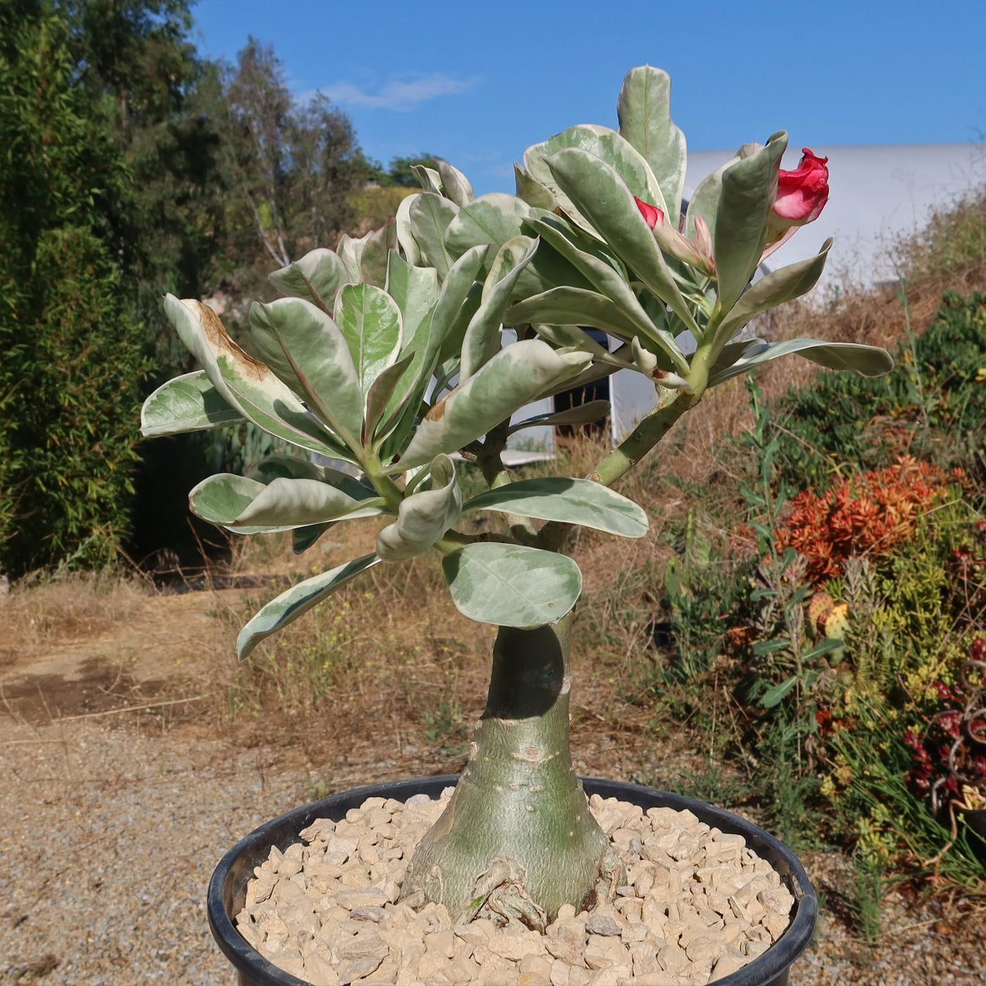 Variegated Desert Rose 'Adenium obesum Variegata' Grafted Siam