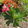 Adenium marigold