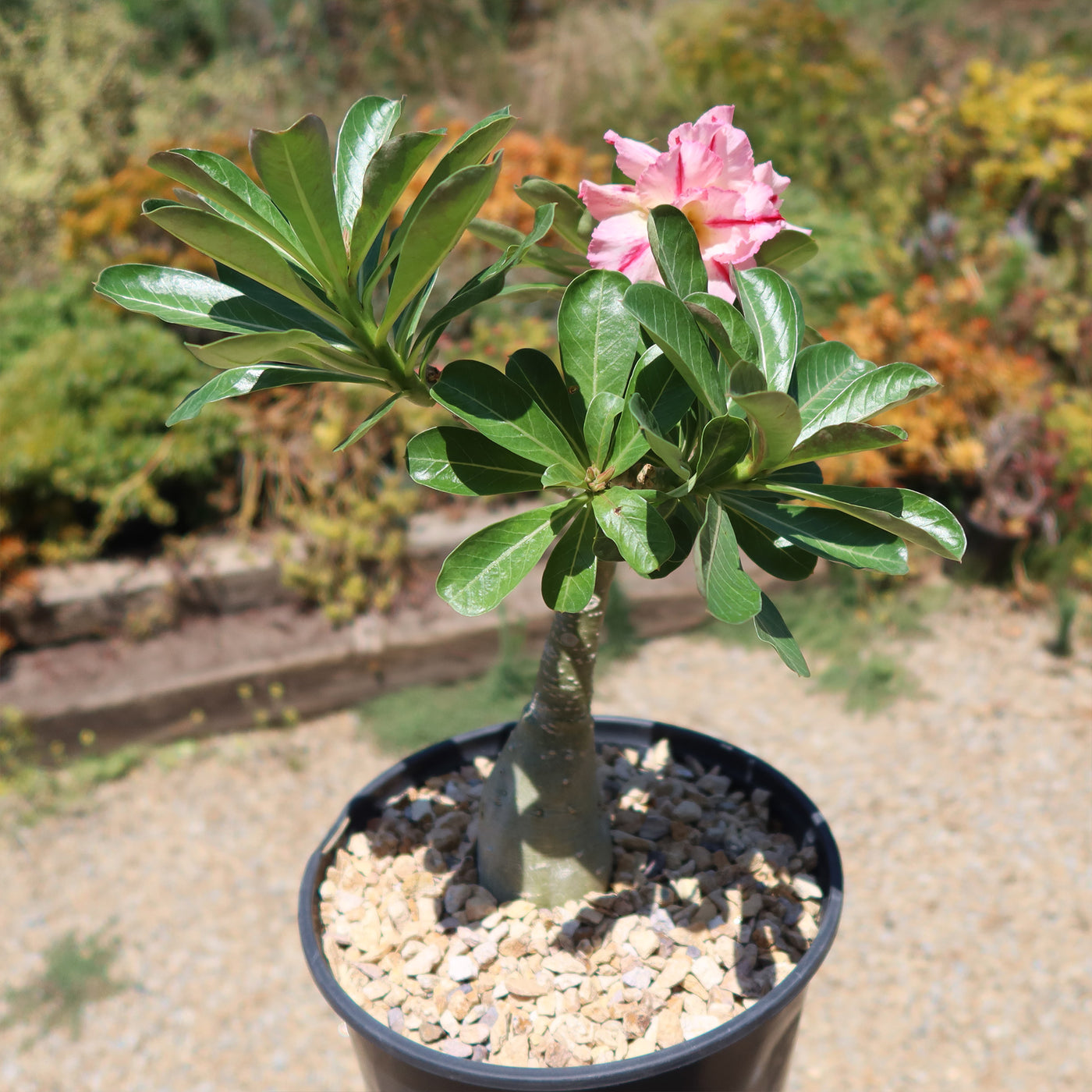 Adenium marigold