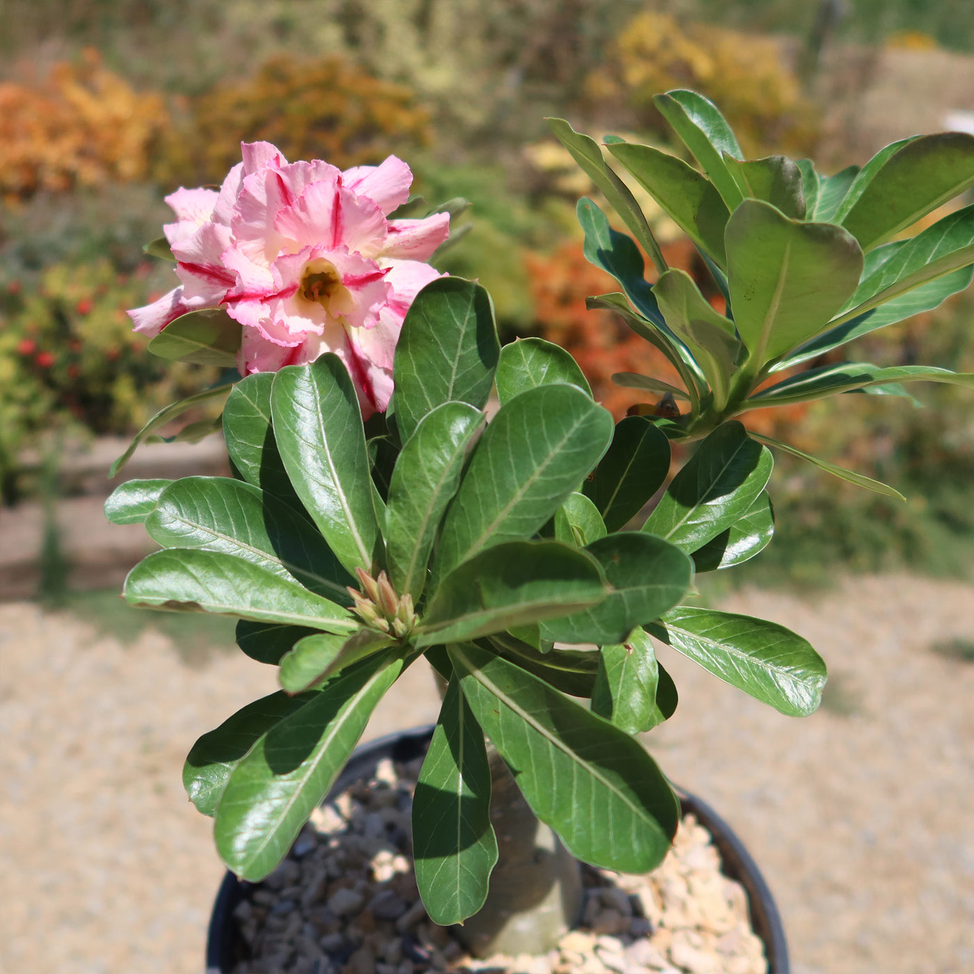 Adenium marigold