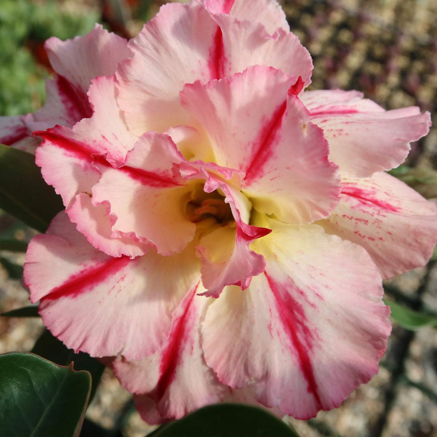 Adenium marigold