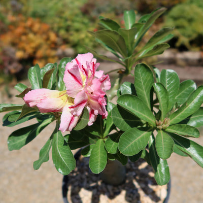 Adenium marigold