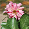 Adenium marigold