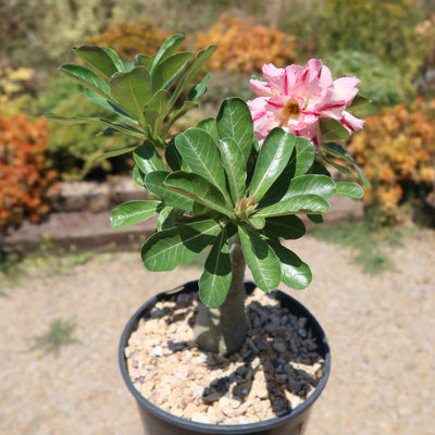 Adenium marigold