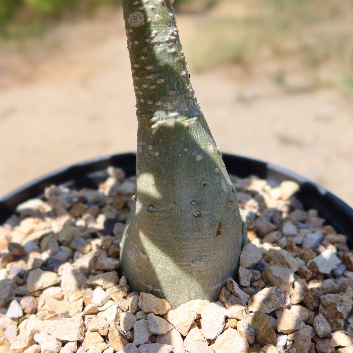 Adenium marigold