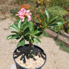 Adenium marigold