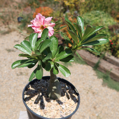 Adenium marigold