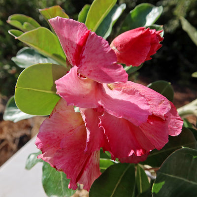 Adenium marigold