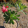 Adenium marigold