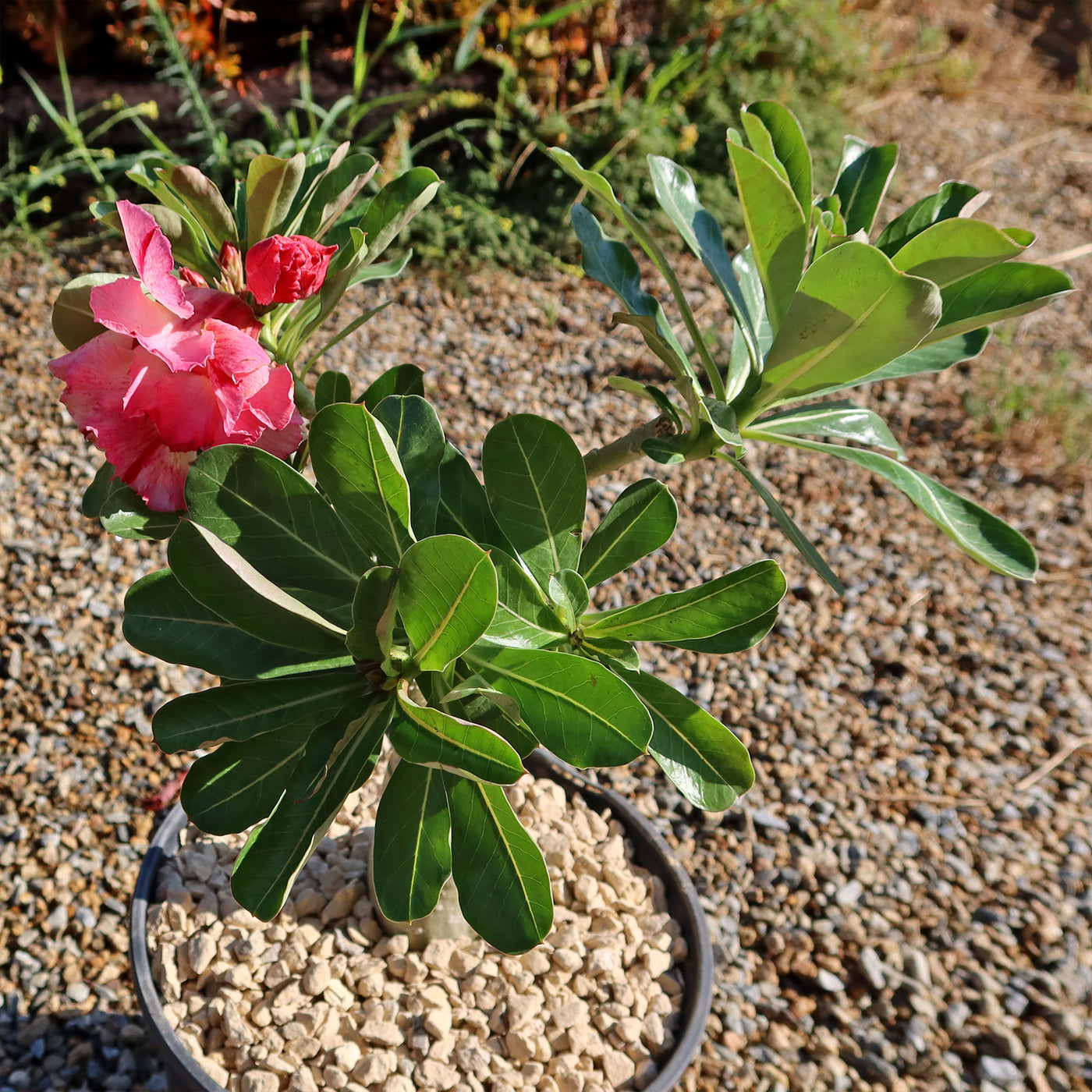 adenium is indoor or outdoor plant Adenium marigold
