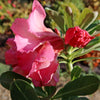 Adenium marigold