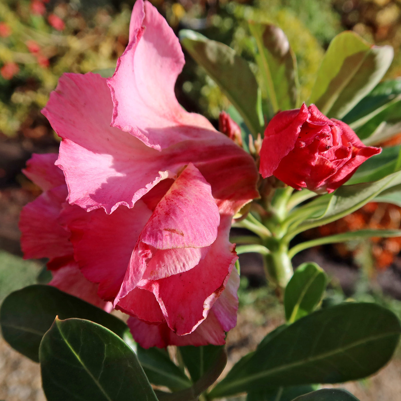 Adenium marigold