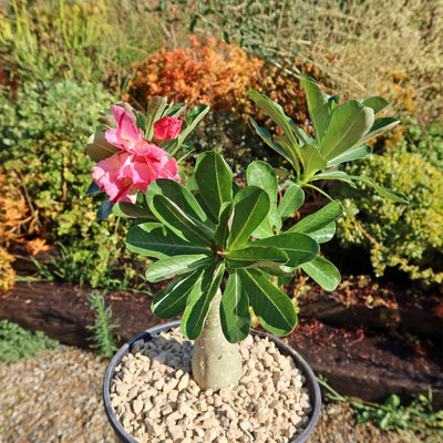 Adenium marigold