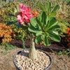 Adenium marigold