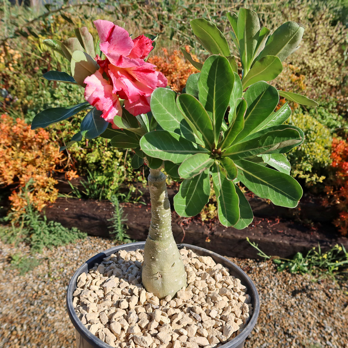 adenium obesum succulent Adenium marigold