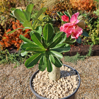 Adenium marigold