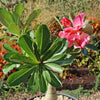 Adenium marigold