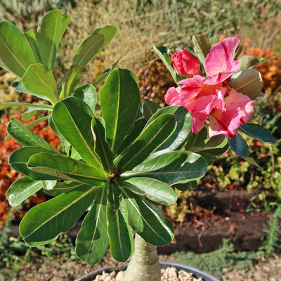 Adenium marigold