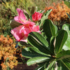 Adenium marigold