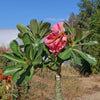 Adenium marigold